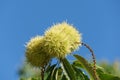 Fruits of sweet chestnut tree (Castanea sativa). Close-up of Sweet Chestnut (Spanish or just chestnut) Royalty Free Stock Photo