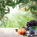 Fruits on tangerin`s tree in green sunlight garden. Natural morning background Royalty Free Stock Photo