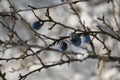 The fruits of thorns in winter Royalty Free Stock Photo