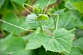 Snake gourd plant Royalty Free Stock Photo