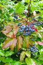 The fruits of the trailing mahonia Mahonia aquifolium Pursh Nutt