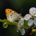 fruits tree and bee and butterfly take nectar on fruits tree and berries, dew drops on branch in gardens