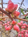 Fruits tree blossom red flower first spring rain Royalty Free Stock Photo