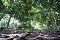 Fruits tree of Viet Nam Jackfruit Qua Mit Trai Mit