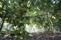 Fruits tree of Viet Nam Jackfruit QuÃ¡ÂºÂ£ MÃÂ­t Trai Mit