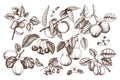 Fruit trees branches set. Hand drawn botanical elements - flowers, leaves. Cherry, plum, peach, apple, apricot, quince and pear il