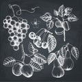 Vintage collection of ripe fruits and berries illustrations - apple, pear, cherry, peach, apricot trees. Hand drawn harvest sketc