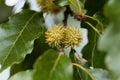 Fruits of a Turkey oak Royalty Free Stock Photo