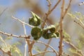 Fruits of an umbrella thorn acacia, Vachellia tortilis Royalty Free Stock Photo