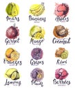 Fruits vector fruity apple banana and exotic mango with fresh slices and watercolor logo of tropical fruit with