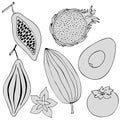 2738 fruits, vector illustration, set of graphic style drawings, tropical fruits, papaya, pitaya, ccarambole, persimmon, avocado,