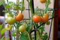 Ripening green and red tomatoes on the bush