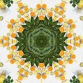 Fruits and vegetables in mandala