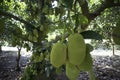 Fruits of Viet Nam Jackfruit QuÃ¡ÂºÂ£ MÃÂ­t Trai Mit