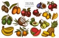 Fruits vintage illustrations collection. Hand drawn logo designs with bananas, pears, kiwi etc. Royalty Free Stock Photo