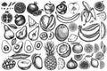 Fruits vintage vector illustrations collection. Black and white bananas, pears, kiwi etc. Royalty Free Stock Photo