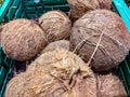 The fruits are voluminous drupes, commonly known as coconuts, weighing about 1 kg. Royalty Free Stock Photo