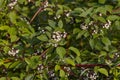 The fruits of white dogwood, (Cornus alba) Royalty Free Stock Photo