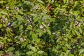 The fruits of white dogwood, (Cornus alba) Royalty Free Stock Photo