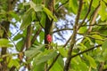 Fruits of Whitebark Magnolia, Magnolia hypoleuca