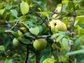 Fruits of wild apple Malus sylvestris ripening on apple tree branch during late summer or early autumn