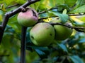 Fruits of wild apple Malus sylvestris ripening on apple tree branch.