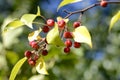 The fruits of wild apple ranetki