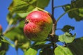 Fruits of a wild apple tree on a branch against a blue summer sky. Branch with red apples against blue sky Royalty Free Stock Photo