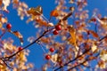 Fruits of a wild apple tree on branches with yellow autumn leaves against a blue sky Royalty Free Stock Photo