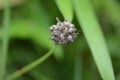 Fruits of wild rocambole Royalty Free Stock Photo