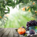 Fruits on wooden table in green sunlight mandarin garden. Natural morning background Royalty Free Stock Photo