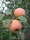 Ripe pink apples on the branches of an apple tree among the green foliage Royalty Free Stock Photo