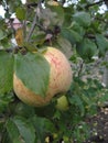 Ripe pink apples on the branches of an apple tree among the green foliage Royalty Free Stock Photo