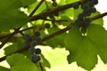 The fruits of young grapes on the vine. Purple fruits of homemade grapes