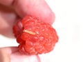 Fruitworm eating on a red raspberry Royalty Free Stock Photo