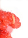 Fruitworm eating on a red raspberry Royalty Free Stock Photo