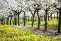 Fruity apple orchard Royalty Free Stock Photo