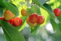 Fruity Cherries