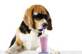 Fruity ice cream cocktail drink cute dog Royalty Free Stock Photo