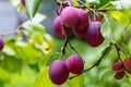 Ripe blue plums of fresh autumn harvest hang on a fruit plum tree. Healthy wholesome food. Royalty Free Stock Photo