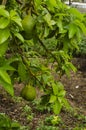 Fruity Side Branch of Avocado Tree Royalty Free Stock Photo