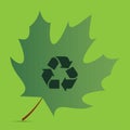 Maple leaf with recycle symbol on it Royalty Free Stock Photo