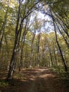 Fruska gora National park green forest. Royalty Free Stock Photo