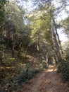 Fruska gora National park green forest. Royalty Free Stock Photo