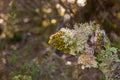 Fruticose and Foliose lichen growing on tree branch in forest in