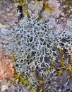 Fruticose lichen