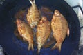 Frying carp fish in a frying pan on an open fire Royalty Free Stock Photo