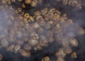 Frying mushrooms in a pan Royalty Free Stock Photo