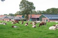 Frysian cows Royalty Free Stock Photo