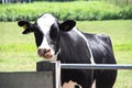 Frysian Holstein black and white cow in a land Royalty Free Stock Photo